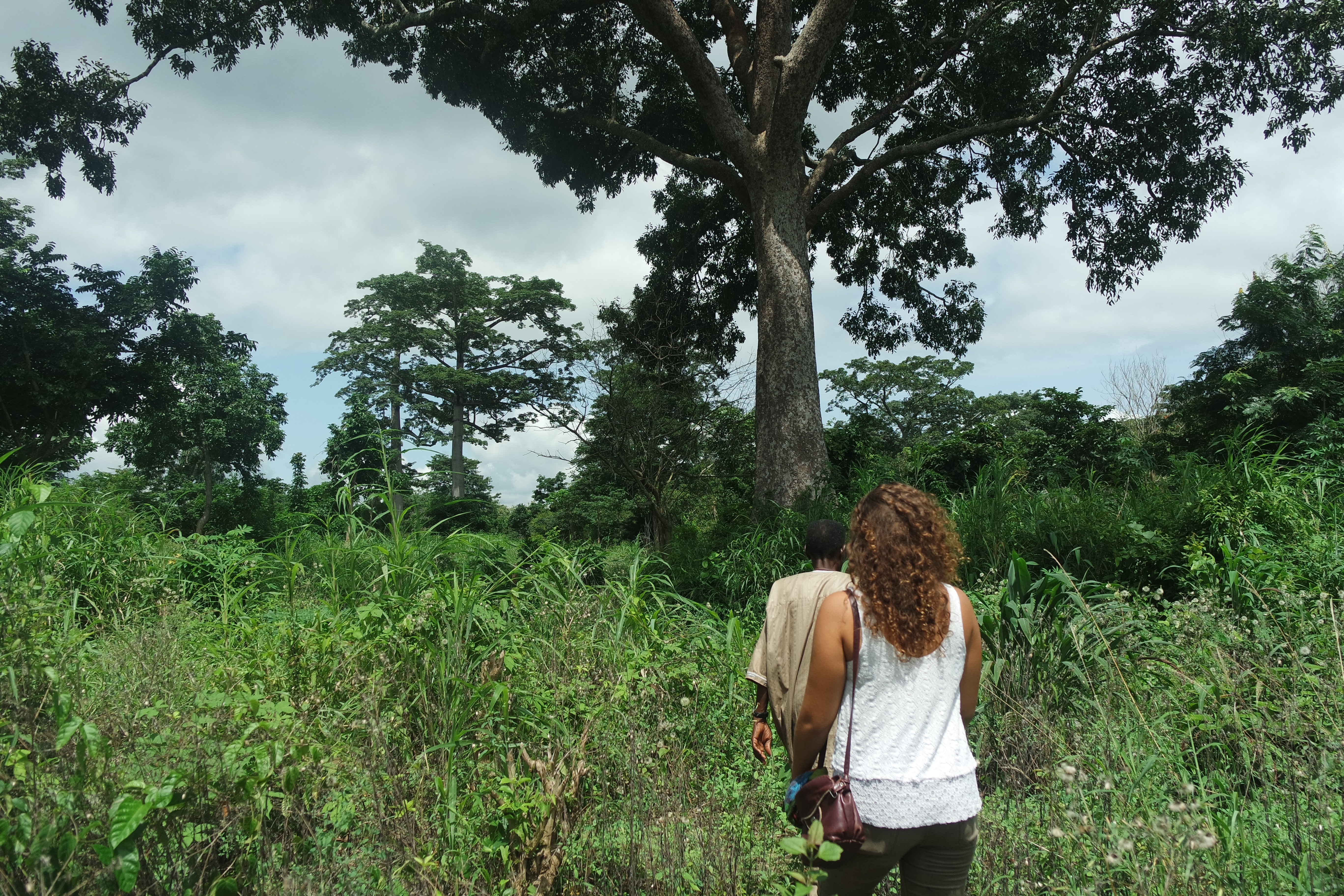 Ivorian Agro-Forestry: Interview  // Agroforesterie ivoirienne : entretien